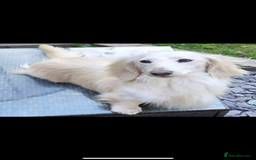 Miniature Dachshund dogs for sale: KC Long Haired Cream Carriers Miniature Dachshunds - Image 28