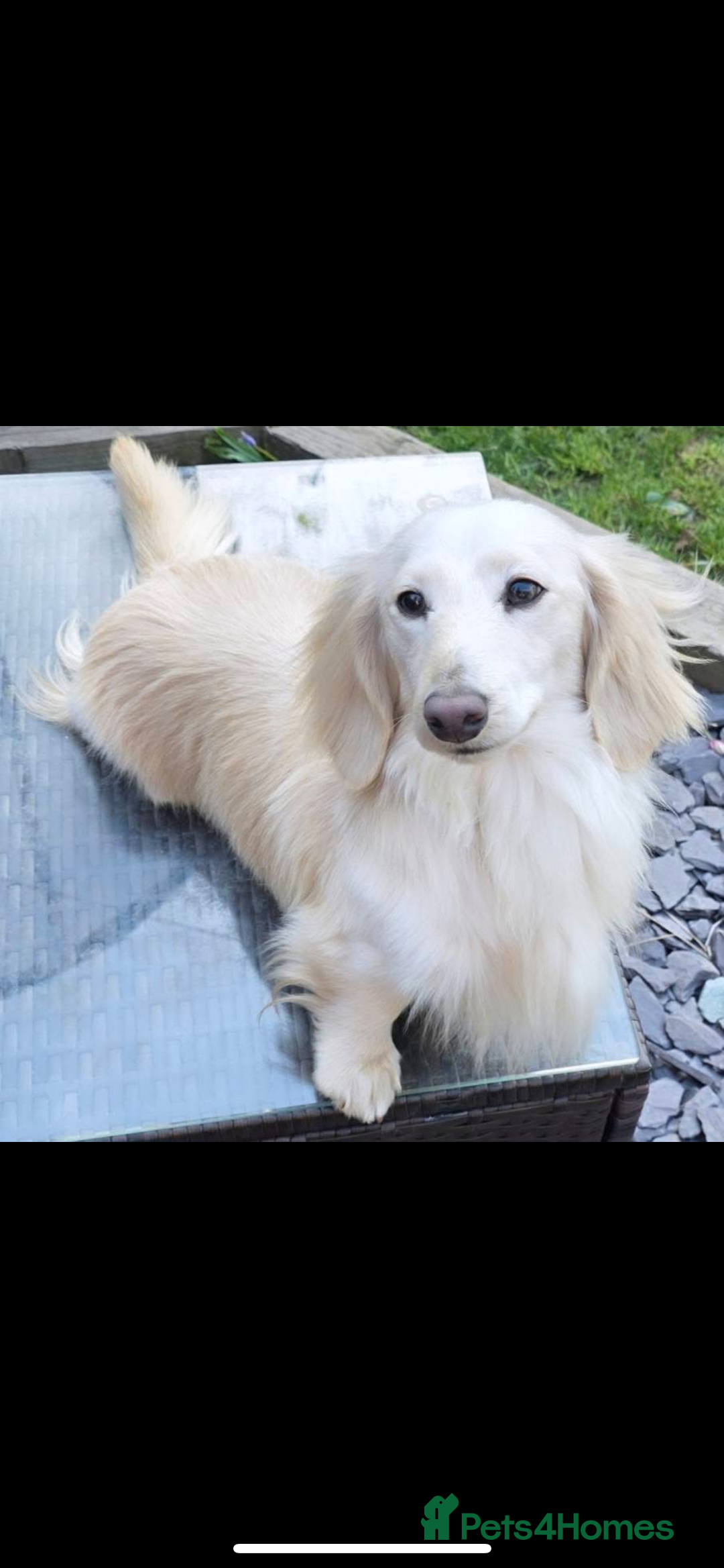 Miniature Dachshund dogs for sale: KC Long Haired Cream Carriers Miniature Dachshunds - Image 28