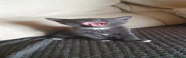 Mixed Breed 2