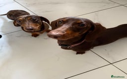 Miniature Dachshund dogs for sale: 2 female mini sausage dogs  - Image 1