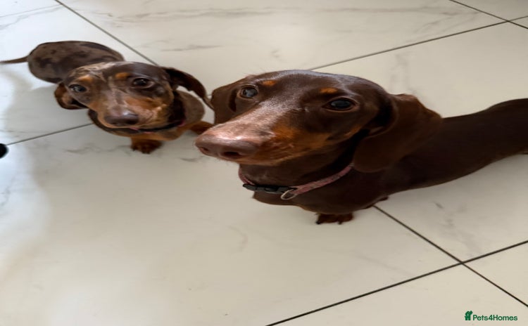 Miniature Dachshund dogs - Advert 12