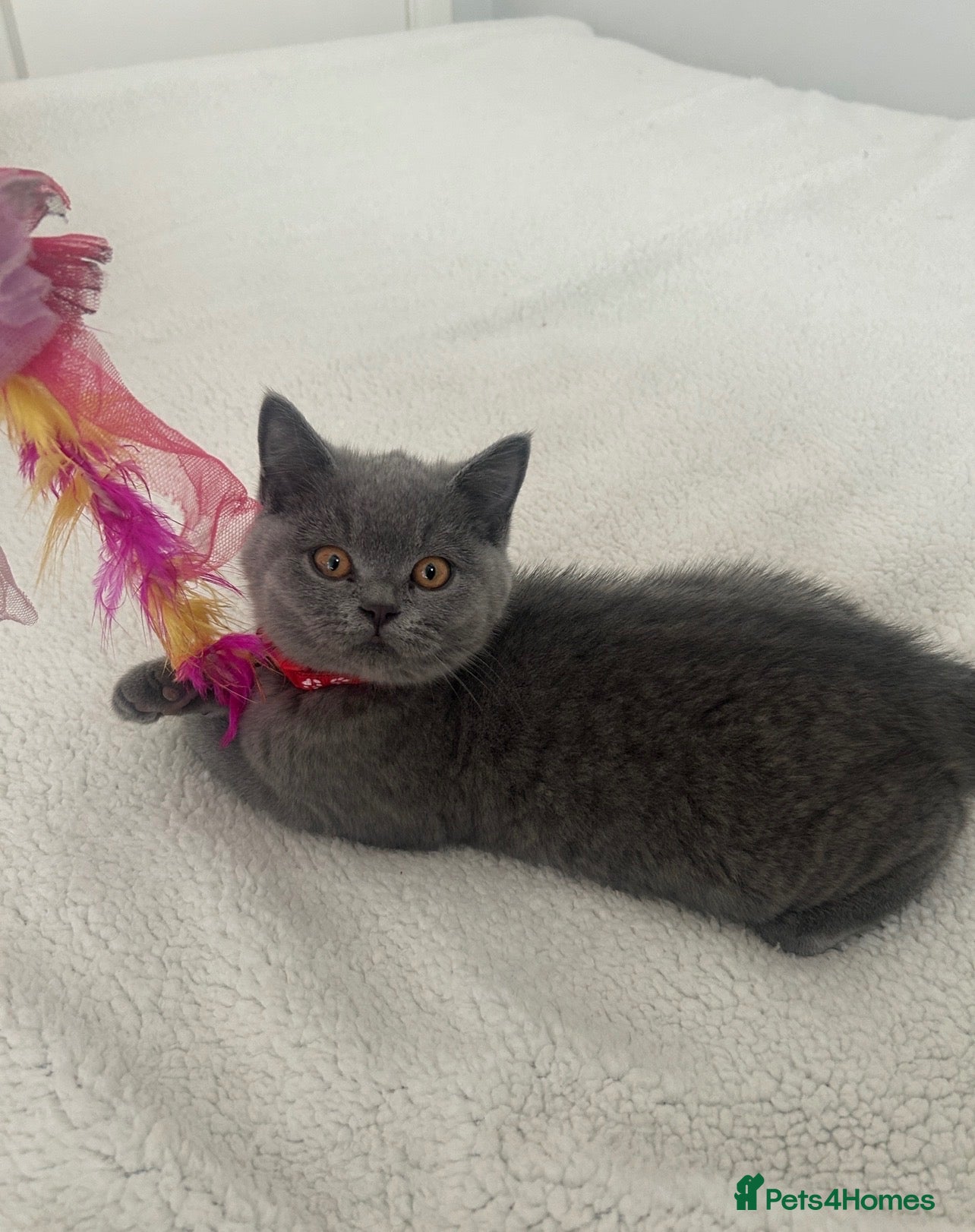 British Shorthair cats Stunning Full pedigree BSH KITTENS ( GCCF REG )  - Advert 1