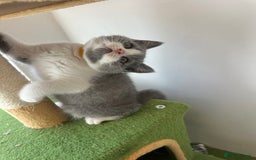 British Shorthair cats for sale: 🐻 STUNNING GIRL GCCF REGISTERED REDUCED LAST 1 🐻 - Image 22