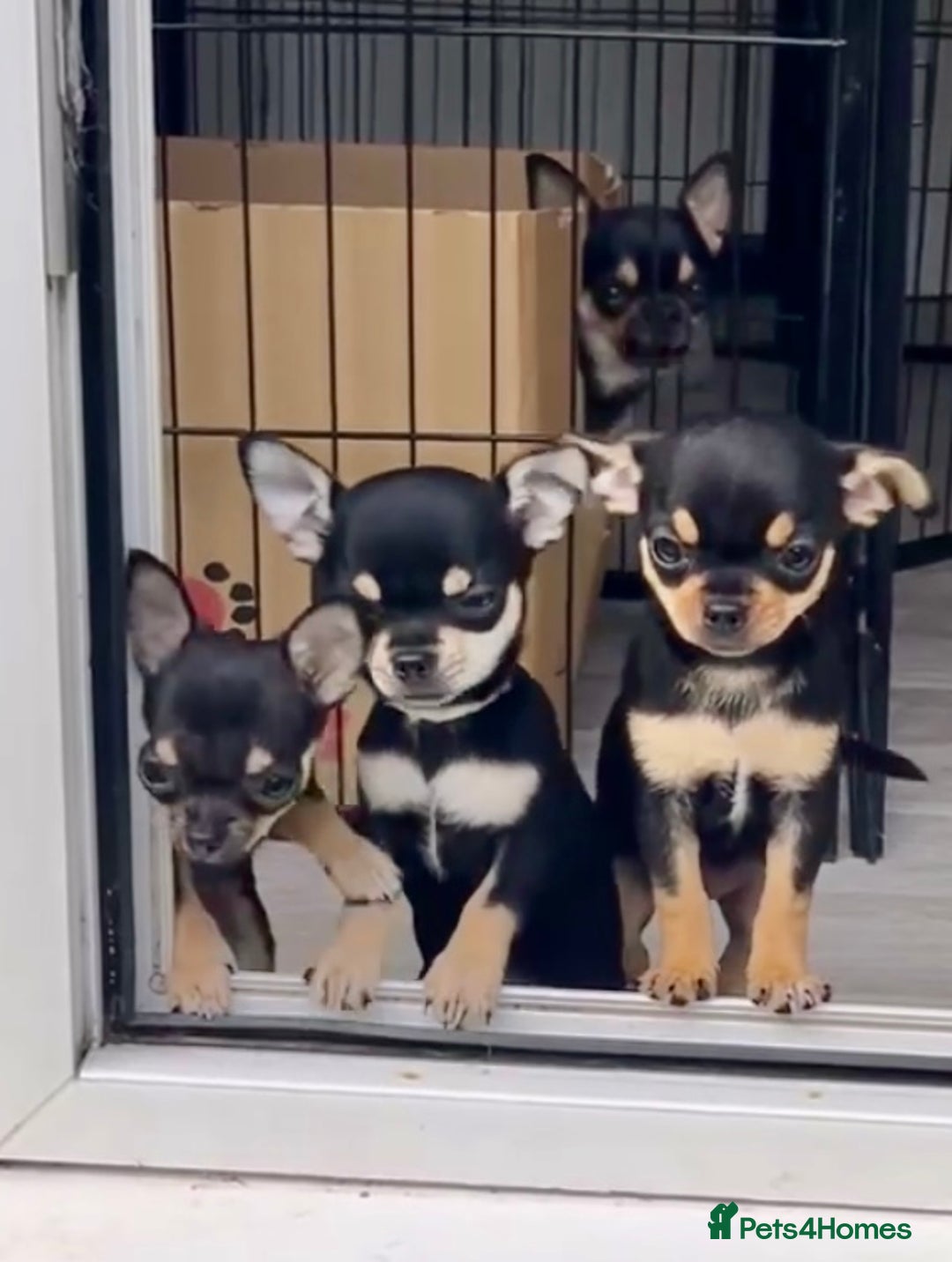 Chihuahua dogs for sale: Forever 🏡 ready KC 🇬🇧 chihuahua puppies - Image 2