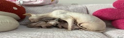 Sphynx cats for sale: Bambino kittens Ready now! - Advert 21