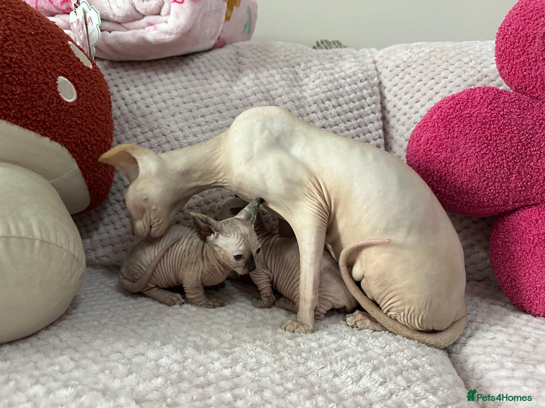 Sphynx cats for sale: Bambino kittens Ready now! - Advert 21