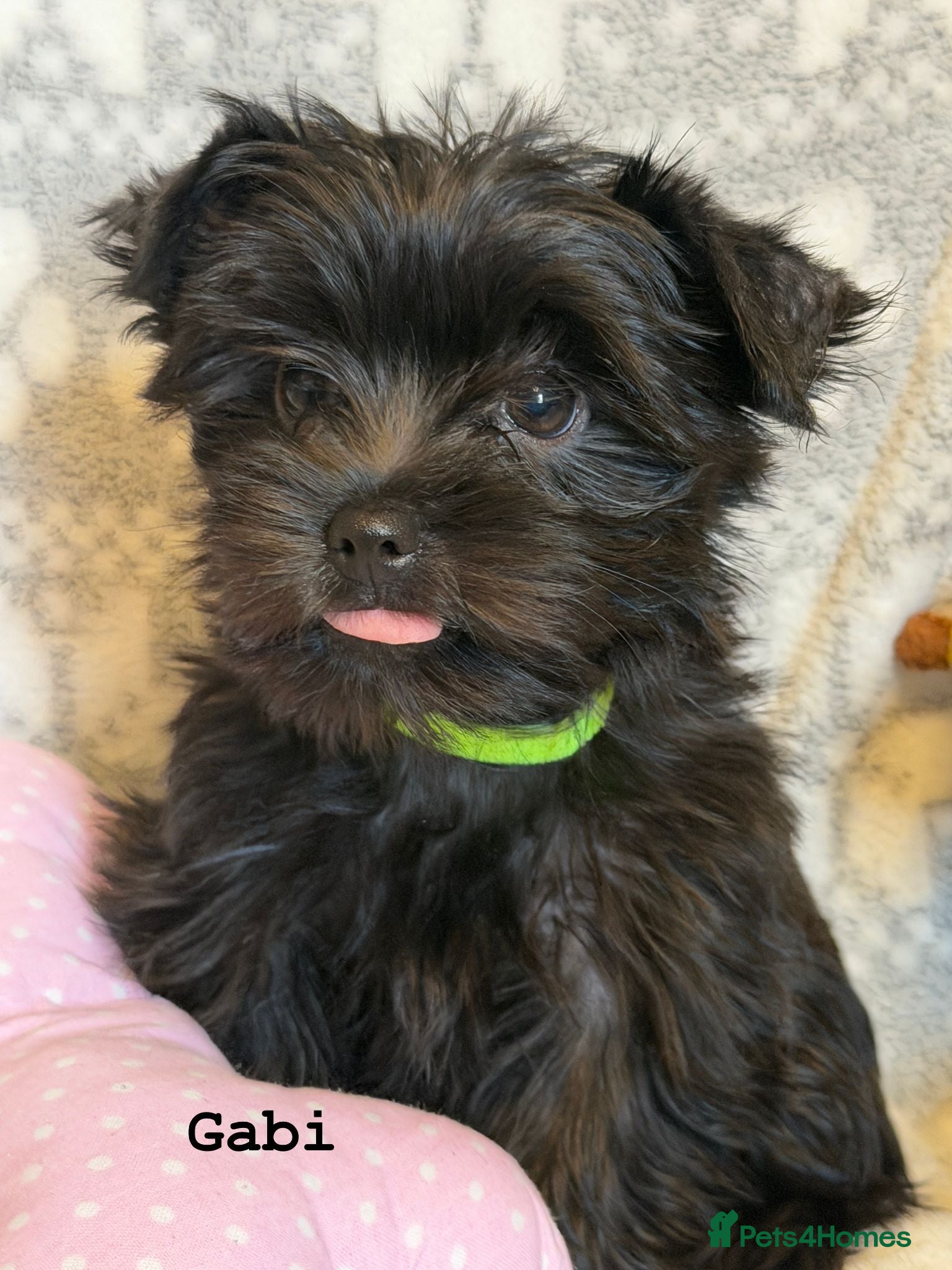 Yorkshire Terrier dogs Rare Chocolate-Gene Yorkshire Terrier Girls–Ready  - Advert 3