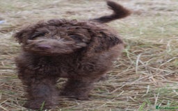 Labradoodle dogs for sale: Outstanding Part Trained Labradoodles F1b - Image 12