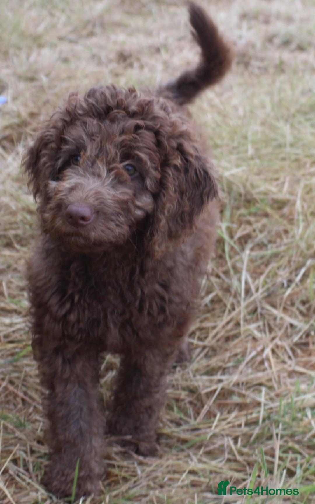 Labradoodle dogs for sale: Outstanding Part Trained Labradoodles F1b - Image 12