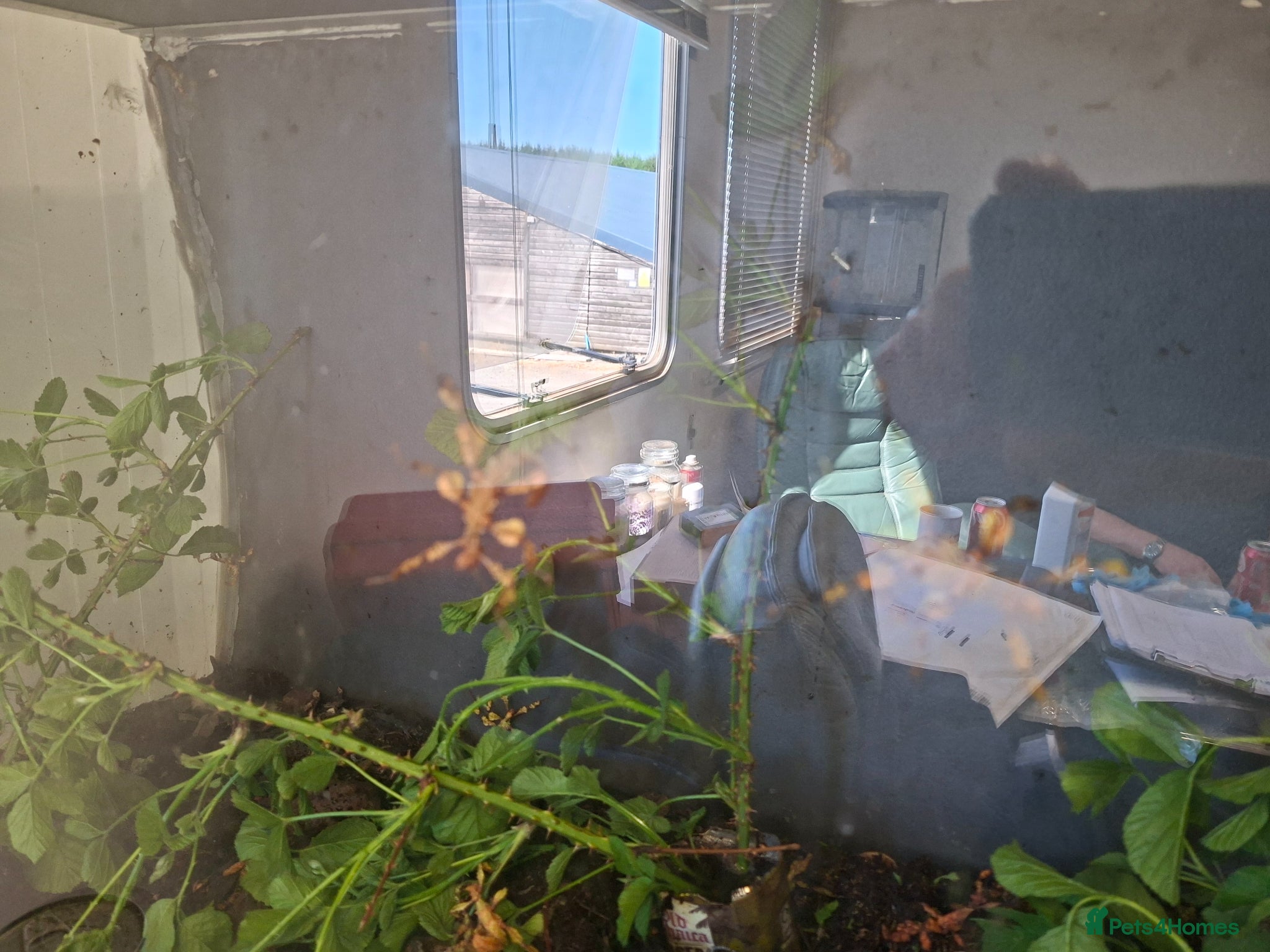 Stick Insects invertebrates Spiny stick insects - Advert 1