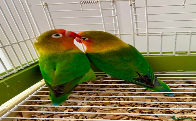 Lovebirds birds - Advert 1