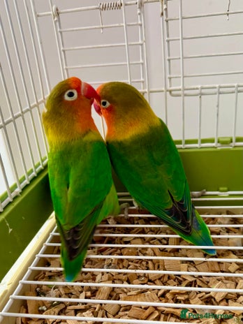 Lovebirds birds - Advert 1