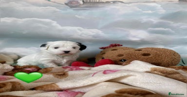 Malshi dogs - Advert 1