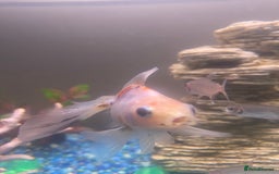 Fancy Goldfish fish for sale: 3x  Orandas / 1x chocolate  - Image 5