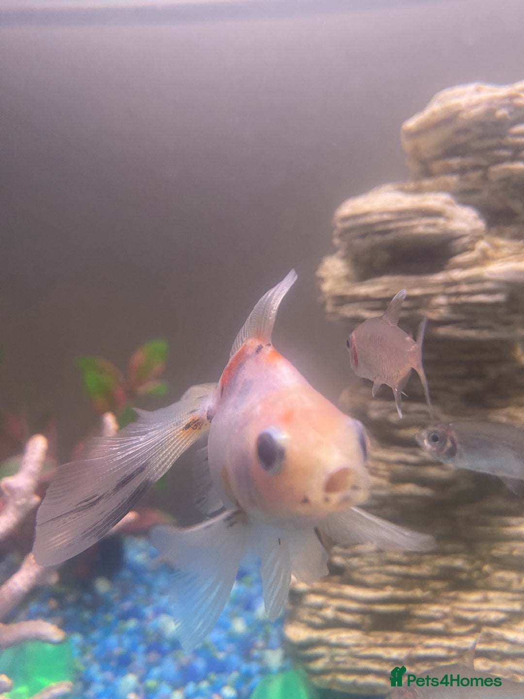 Fancy Goldfish fish for sale: 3x  Orandas / 1x chocolate  - Image 5