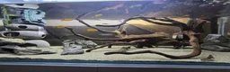 Catfish fish for sale: Hoplo Catfish and Corydora catfish in Manchester - Advert 4