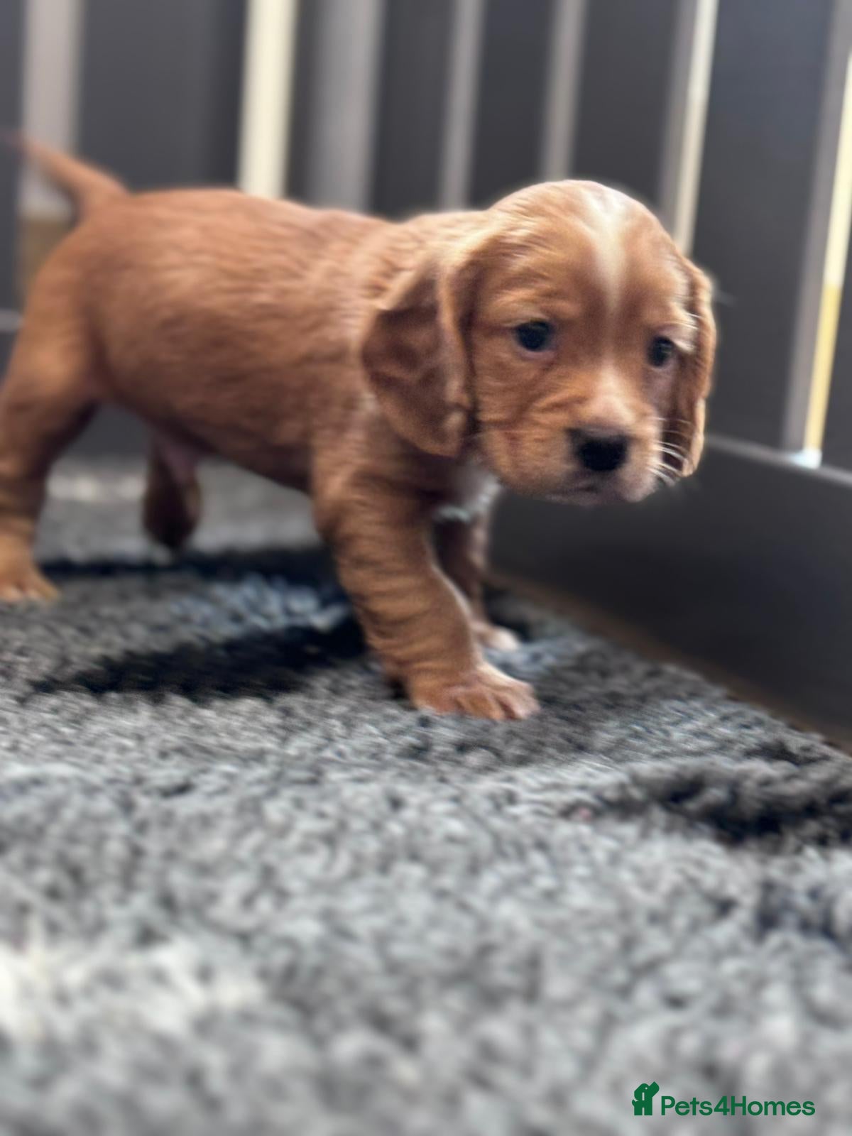 Cocker Spaniel dogs KC COCKER SPANIEL 8 weeks 20th June  - Advert 1