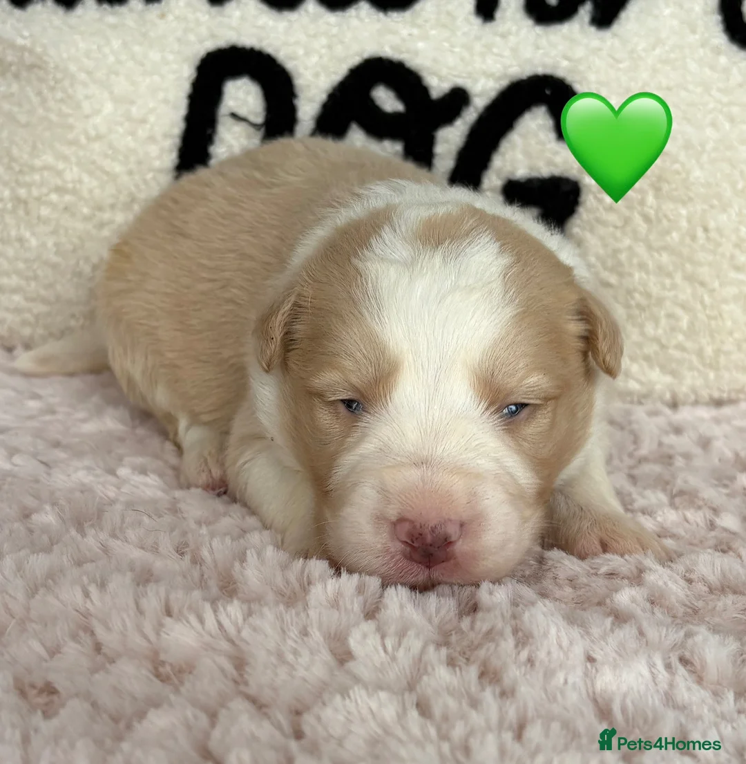 Border Collie dogs for sale: Outstanding KC Show Border Collie Puppies - Advert 17