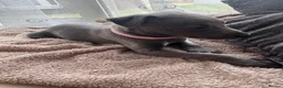 Whippet dogs for sale: Beautiful all blue litter whippet puppies  - Advert 11