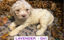 Lagotto Romagnolo dogs for sale: Stunning Litter of Pedigree Lagotto Romagnolo Pups - Image 19
