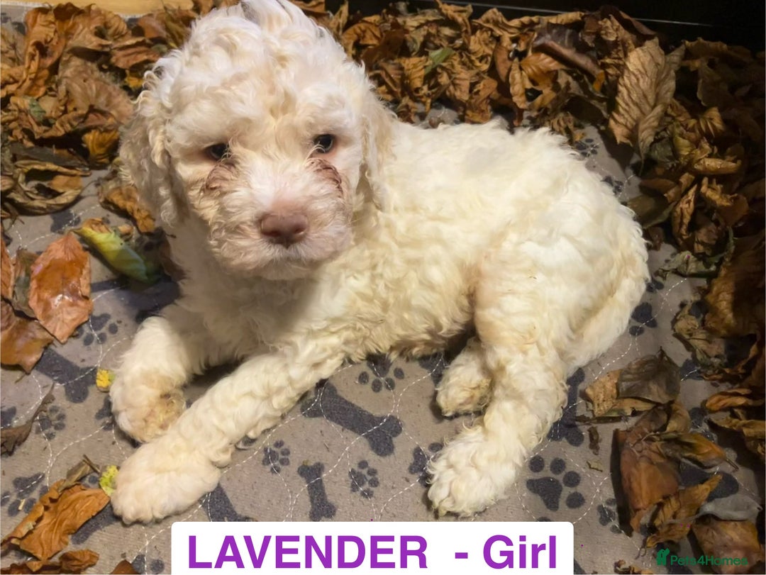 Lagotto Romagnolo dogs for sale: Stunning Litter of Pedigree Lagotto Romagnolo Pups - Image 19