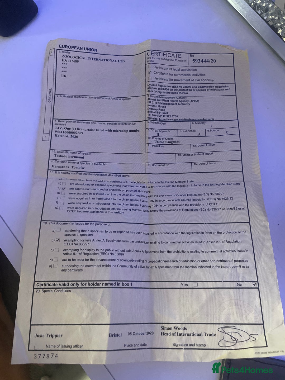 Tortoise reptiles for sale: Testudo hermanni -Herman tortoise  in Heanor - Image 9