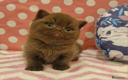 British Shorthair cats for sale: Tica registered British Shorthair kittens Champion - Image 23