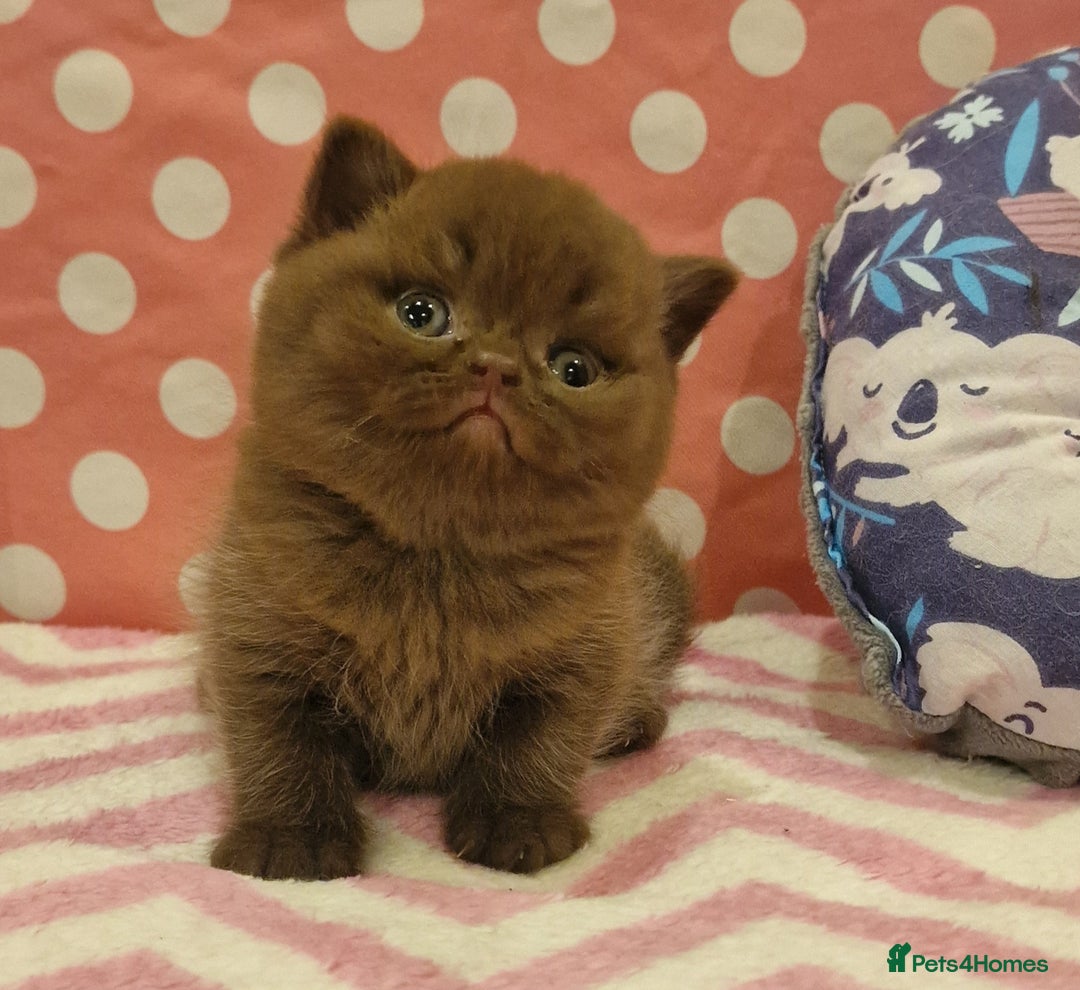 British Shorthair cats for sale: Tica registered British Shorthair kittens Champion - Image 23
