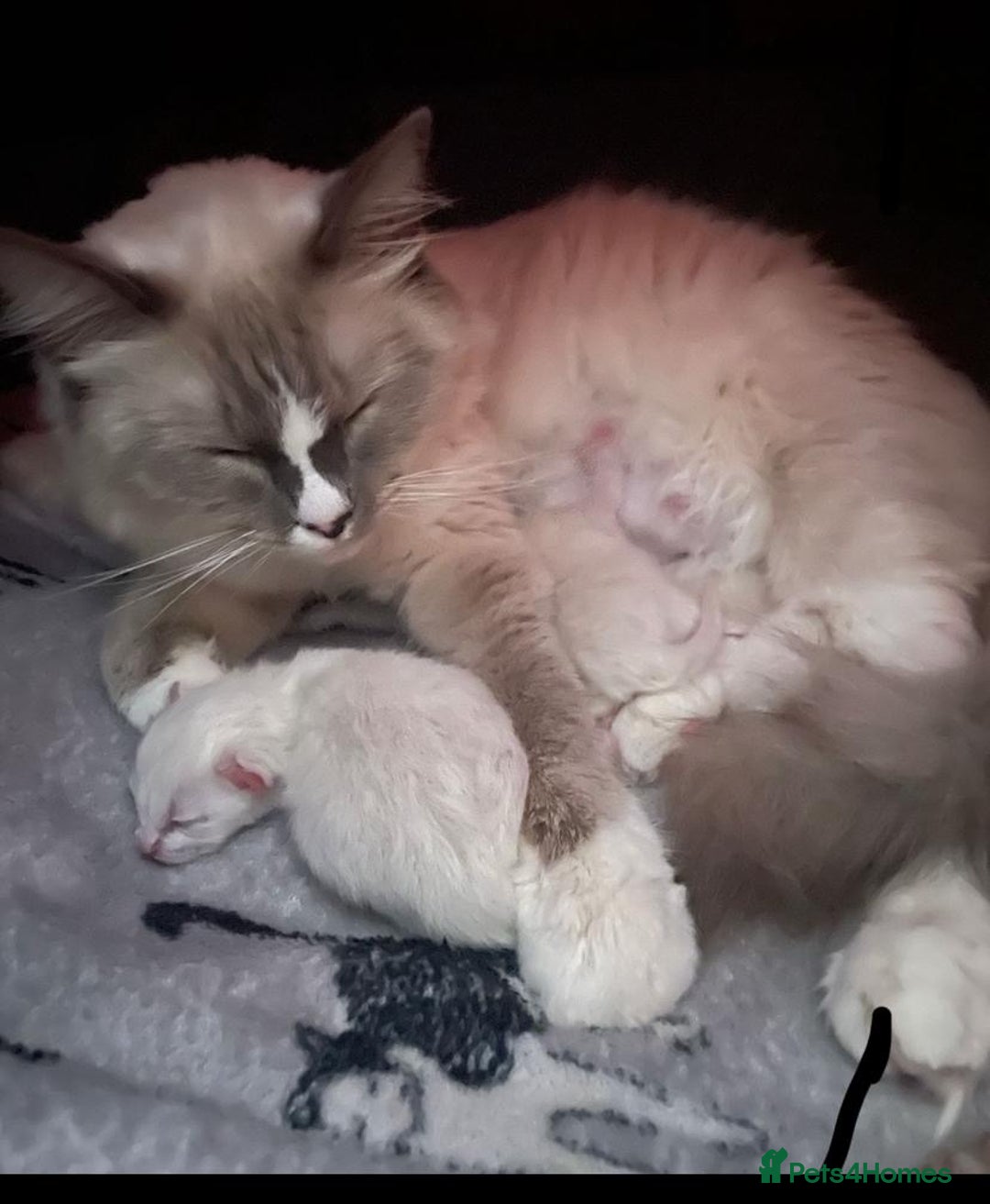 Ragdoll cats for sale: Beautiful Ragdoll Kittens For Sale  - Image 6