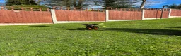 Mixed Breed dogs for stud: Stunning little dachshund cross terrier  - Advert 4