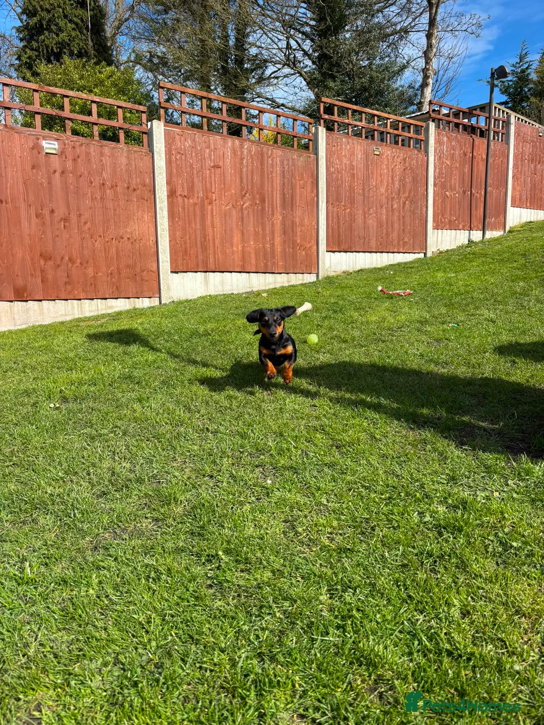 Mixed Breed dogs for stud: Stunning little dachshund cross terrier  - Advert 4