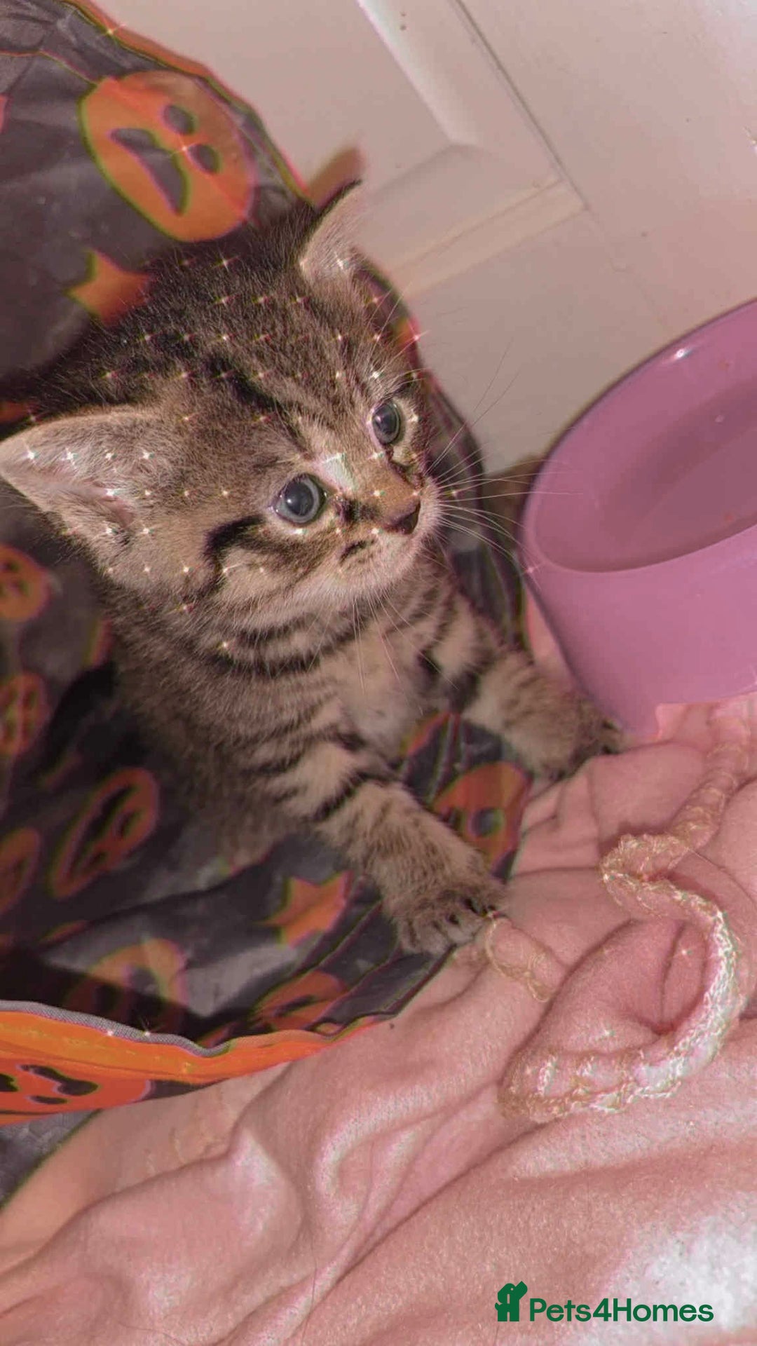 Mixed Breed cats for sale: Full tabby male last of litter!  - Advert 1