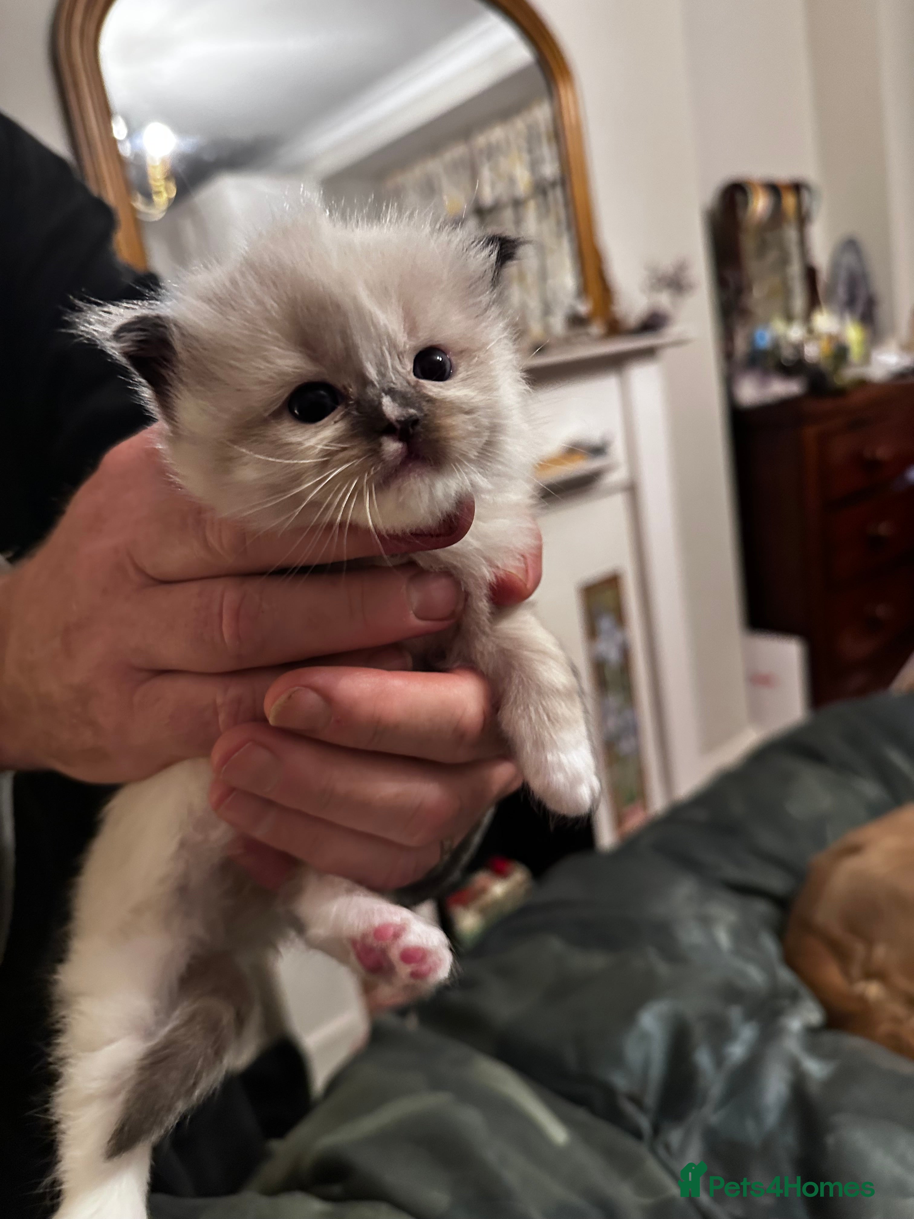 Ragdoll cats Champion line TICA registered Ragdoll kittens  - Advert 2
