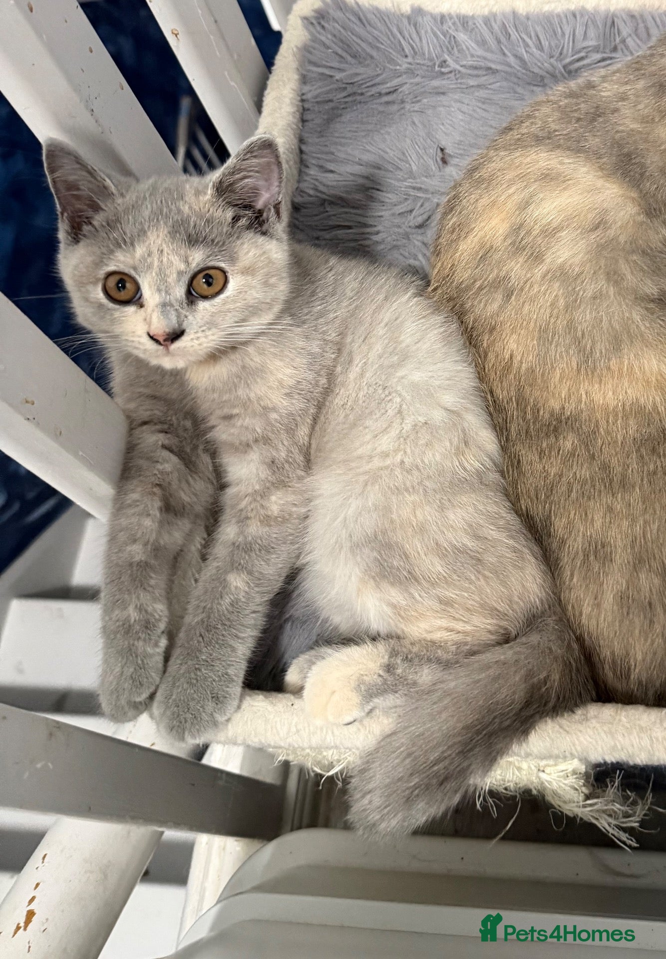 British Shorthair cats 🦁😻🦁Last Girl  British Shorthair Tortoiseshell - Advert 1