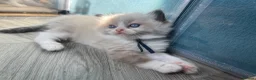 Ragdoll cats for sale: 💙Pedigree Ragdoll Male💙 - Advert 9