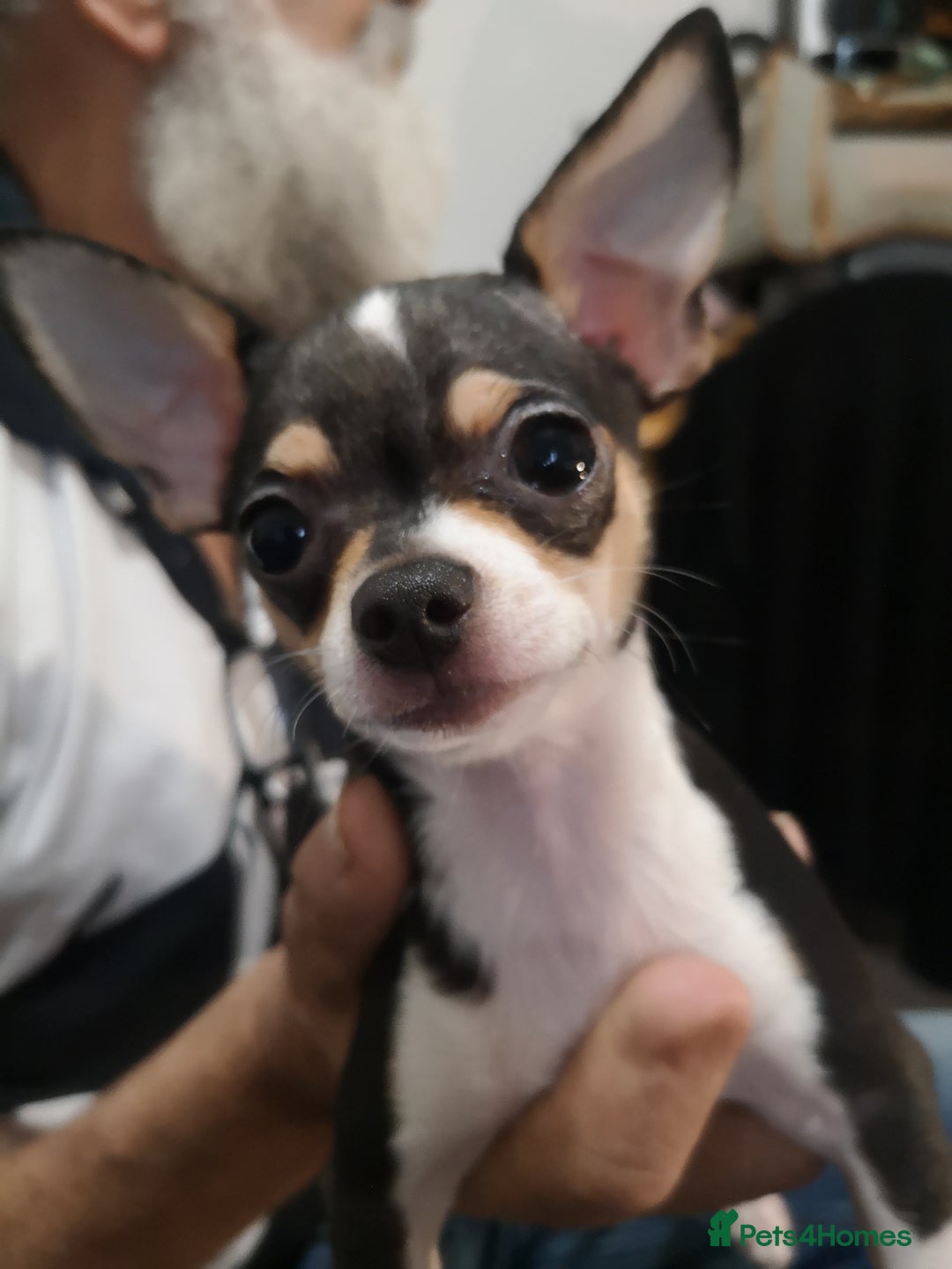Chihuahua dogs for sale: Gorgeous tiny chibuahuas - Image 27