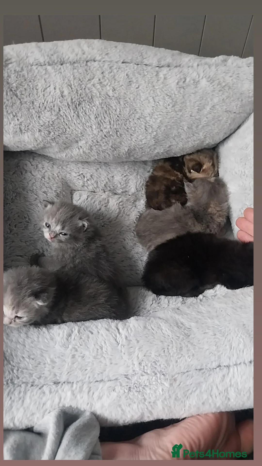 British Longhair cats for sale: 3 beautiful kittens  - Advert 5