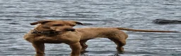 Labrador Retriever dogs for sale: KC Registered fox red labrador  - Advert 3