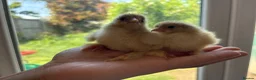 Chickens poultry for sale:  Day‑Old Chicks different pure breeds - Advert 3