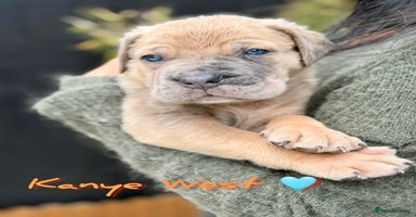 Mixed Breed dogs - Advert 4