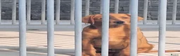 Labrador Retriever dogs for sale: Pondizfields Male Fox Red Labrador pups in Machynlleth - Advert 12