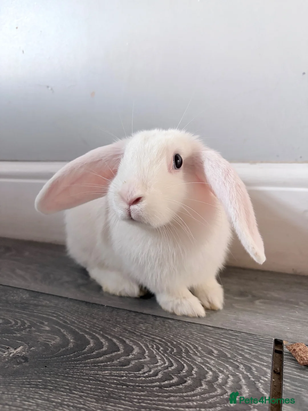 Mixed Breed rabbits for sale: Holland lop  in Chester - Advert 2