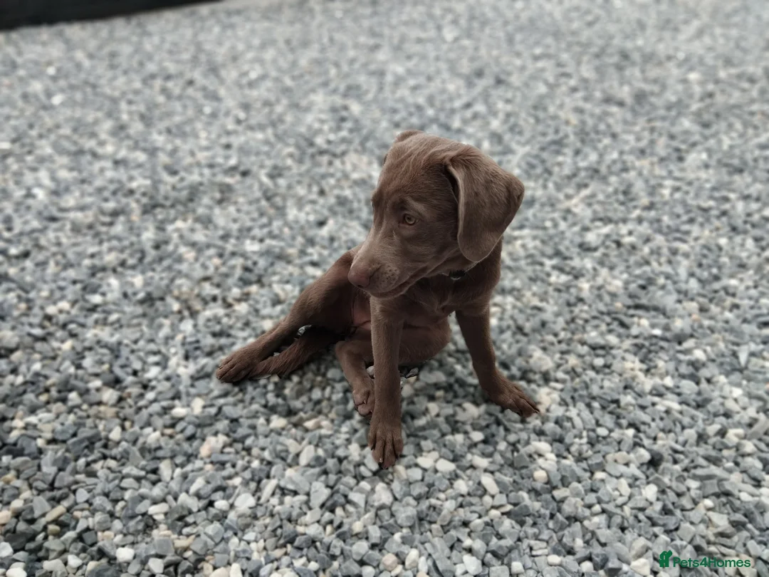 Labrador Retriever dogs for sale: 4 month old silver kc registered labrador bitch - Advert 2