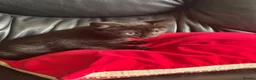 British Shorthair cats for sale: British shorthair kittens  in Warrington - Advert 9