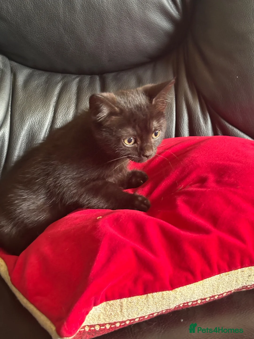 British Shorthair cats for sale: British shorthair kittens  in Warrington - Advert 9