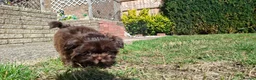 Shih Tzu dogs for sale: 5 beautiful KC reg shih Tzu puppies  - Advert 6