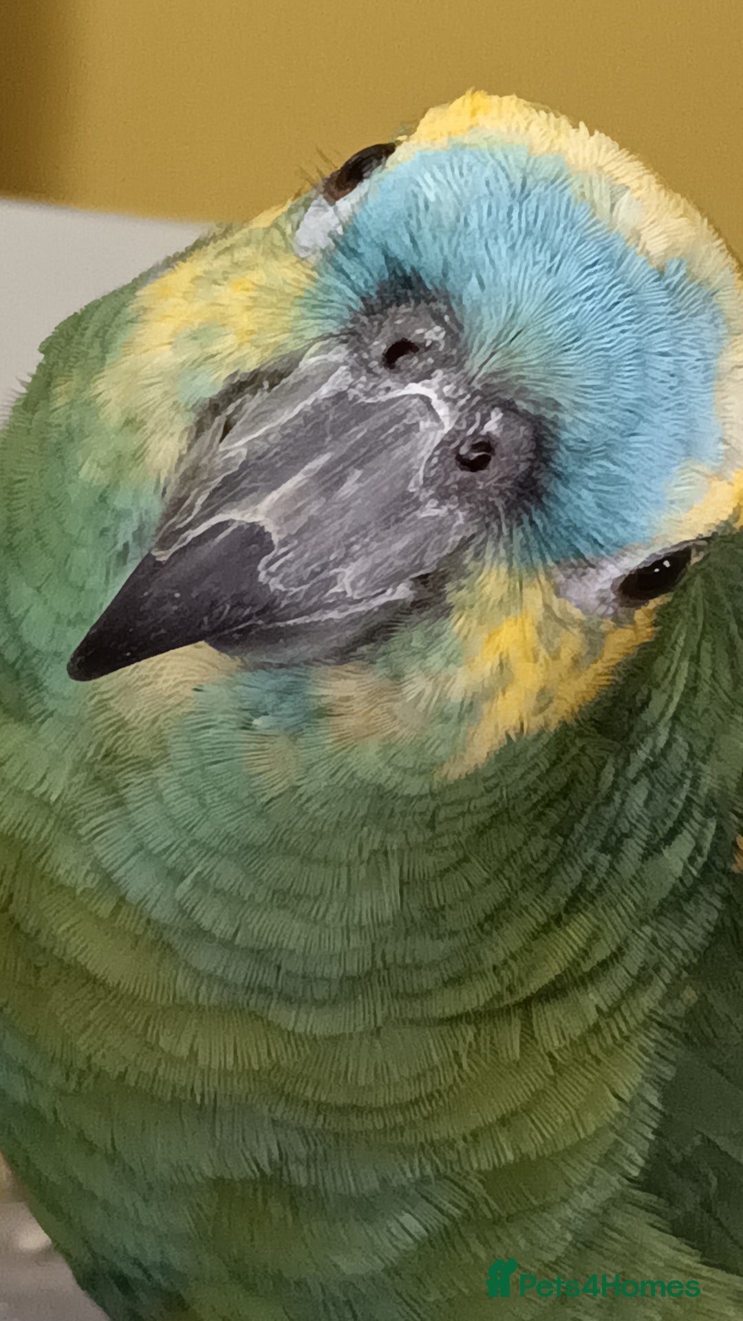 Parrots birds for sale: Jessie - Image 6