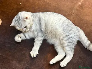 British Shorthair cats 🌟 British Shorthair Chinchilla GCCF DNA Tested - Advert 1