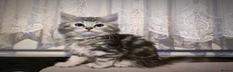 Siberian cats for sale: 🐾 Stunning Siberian cross Maine Coon Kittens 🐾 - Advert 23