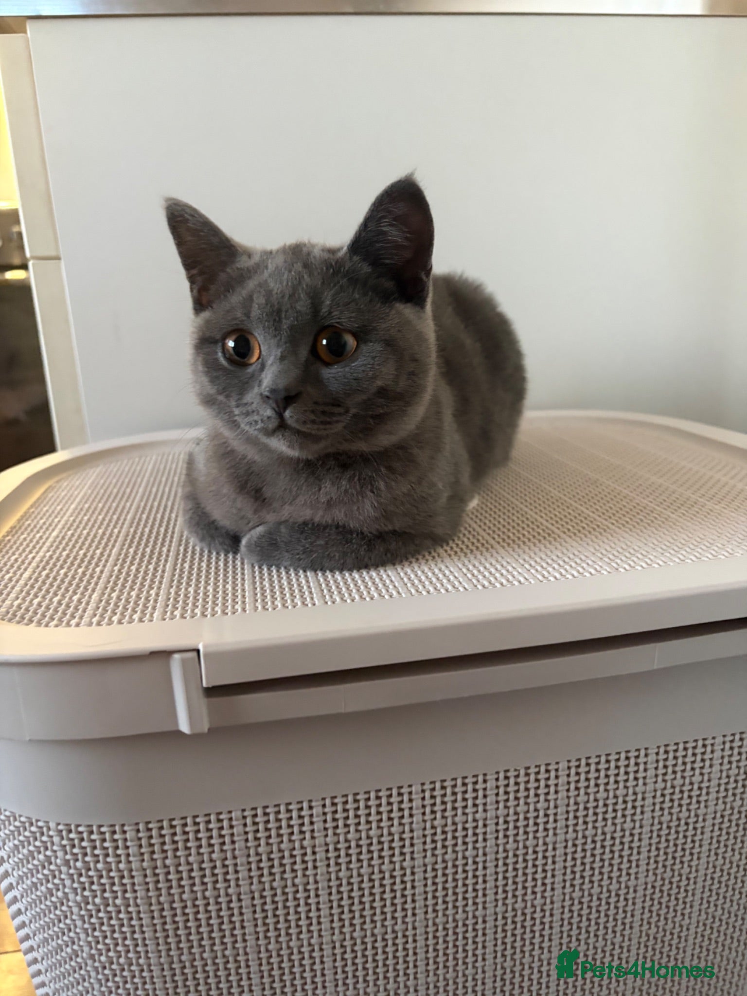 British Shorthair cats British short hair female  - Advert 16
